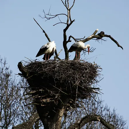 Bernstein-motel Motel Marchegg